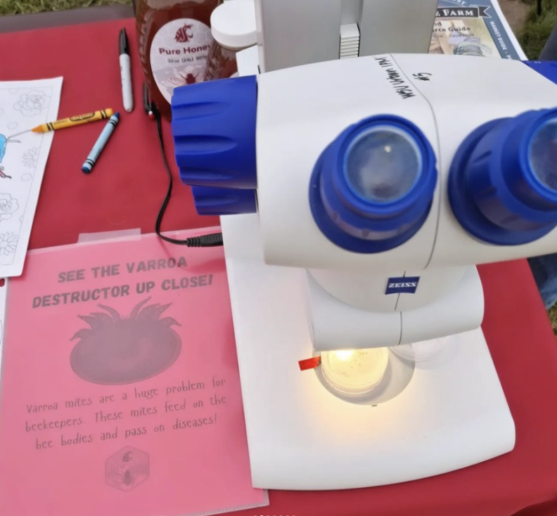 picture of microscope with varroa mites on stage